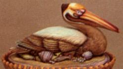 pelican