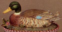 duck