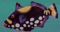 fish