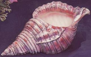 conch