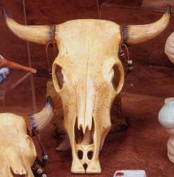 Cow Skull